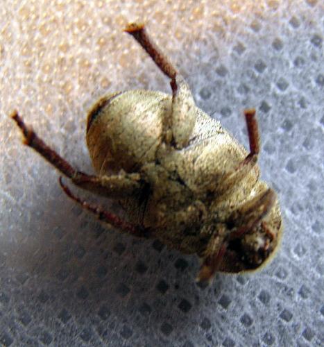 Hoplia trifasciata