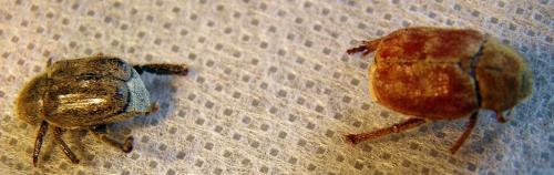 Réf. 97 539 : Hoplia trifasciata