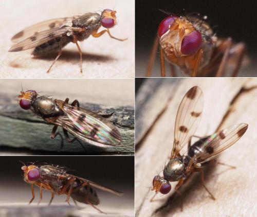 Réf. 97 989 : Geomyza tripunctata