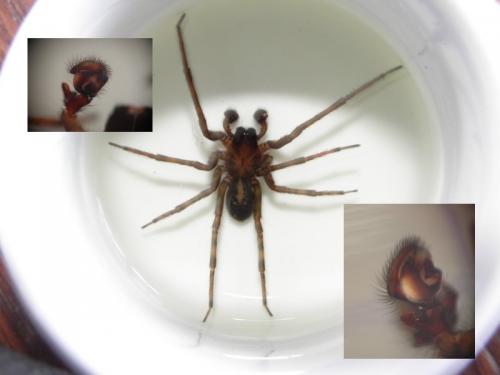 Amaurobius ferox