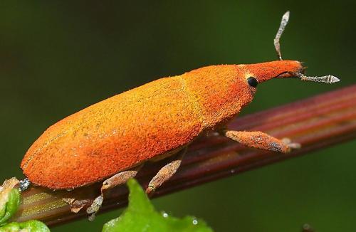 Réf. 97 411 : Lixus sp.