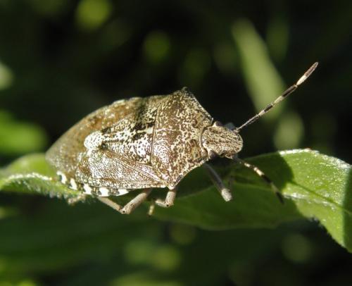 Réf. 97 348 : Rhaphigaster nebulosa