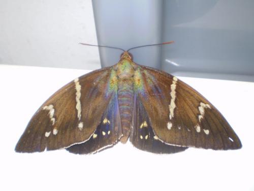 Eupalamides guyanensis