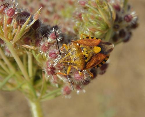 Carpocoris purpureipennis
