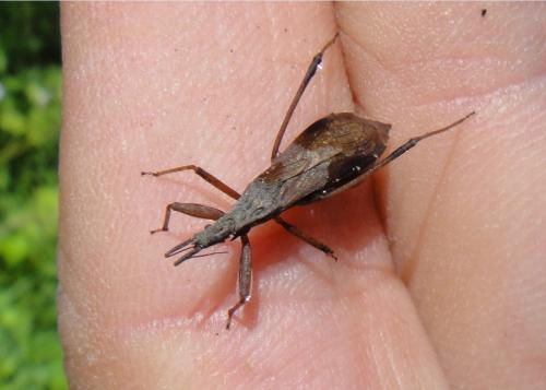 Réf. 97 314 : Pygolampis bidentata
