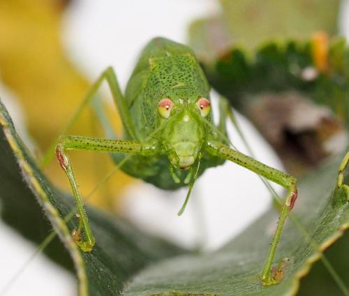 Phaneroptera nana