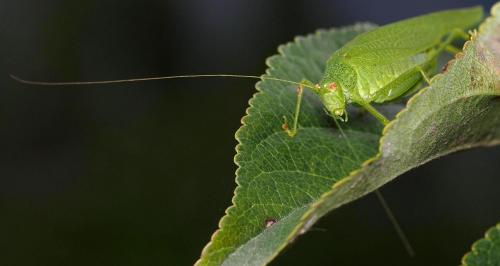 Phaneroptera nana