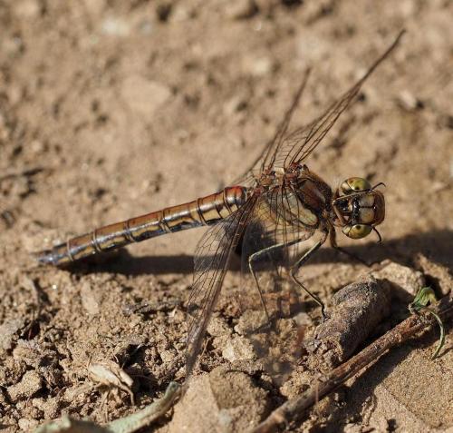 Réf. 97 639 : Sympetrum vulgatum