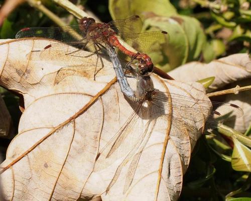 Sympetrum striolatum