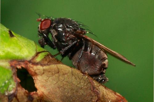 Réf. 97 708 : Minettia longipennis