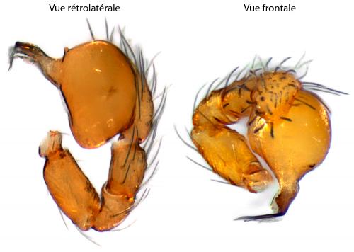 Réf. 97 419 : Silhouettella loricatula