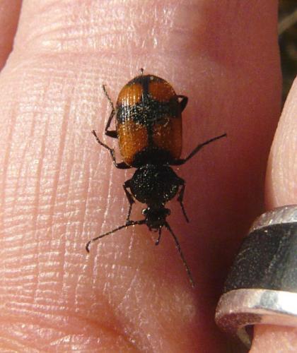 Réf. 97 843 : Panagaeus cruxmajor