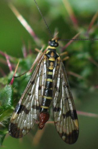 Panorpa communis