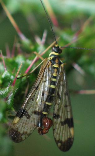 Panorpa communis