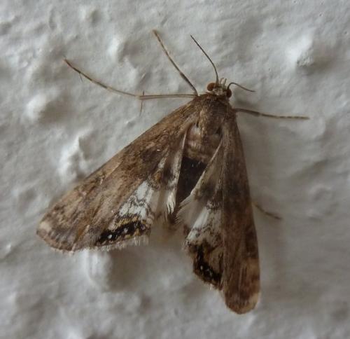Réf. 97 488 : Cataclysta lemnata