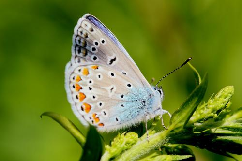 Polyommatus icarus