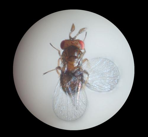 Trichogramma sp.