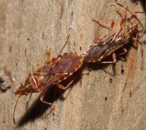 Réf. 97 250 : Belonochilus numenius