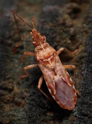 Réf. 97 243 : Belonochilus numenius
