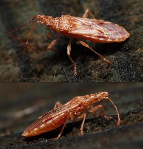 Réf. 97 244 : Belonochilus numenius