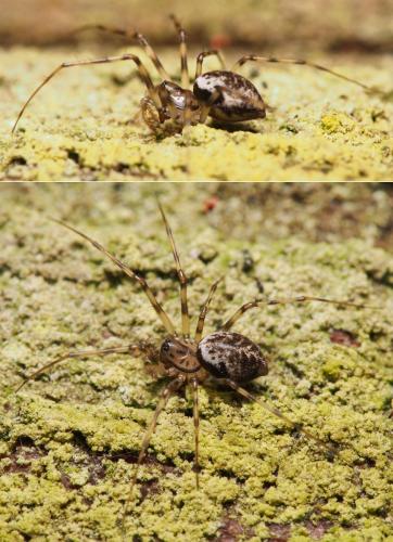 Réf. 97 803 : Drapetisca socialis