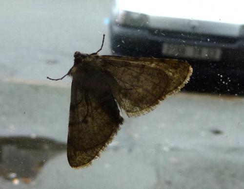 Phigalia pilosaria