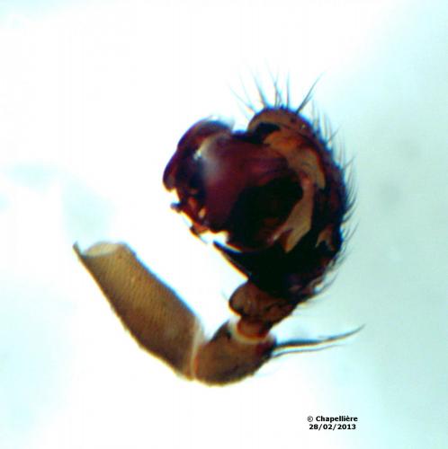Microneta viaria