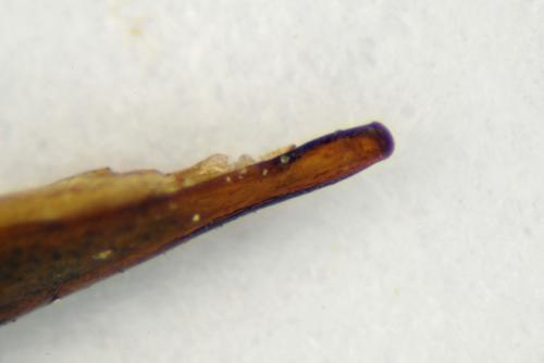 Réf. 97 175 : Harpalus latus