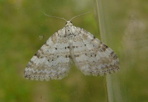 Perizoma albulata
