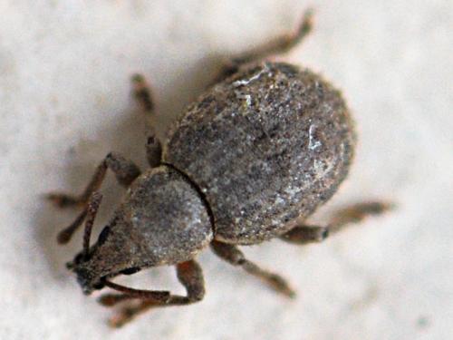 Pseudoperitelus senex