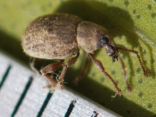 Pseudoperitelus senex
