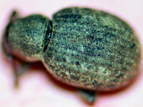 Pseudoperitelus senex
