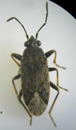 Réf. 97 390 : Peritrechus gracilicornis