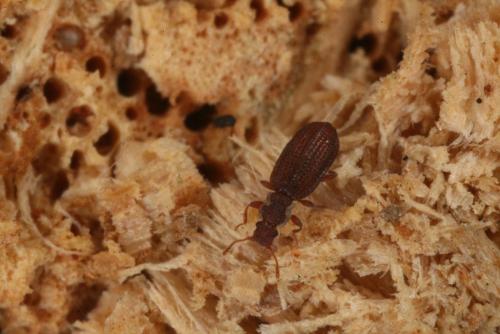 Dienerella clathrata