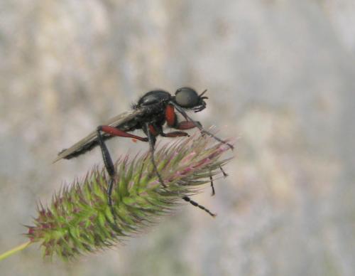 Bibio pomonae