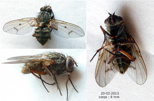 Phaonia tuguriorum