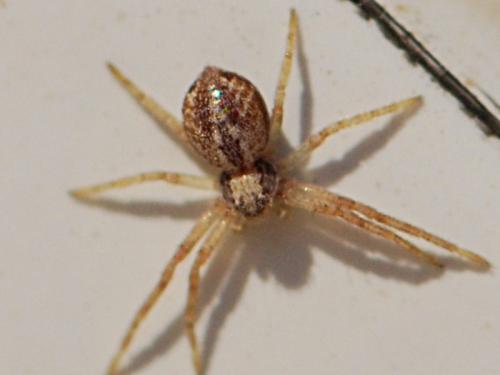Philodromus sp.
