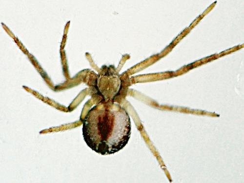Philodromus sp.