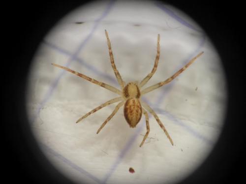 Philodromus sp.