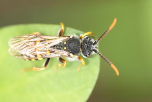 Réf. 97 082 : Nomada sp.