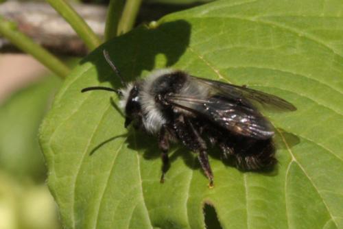 Réf. 97 265 : Andrena cineraria