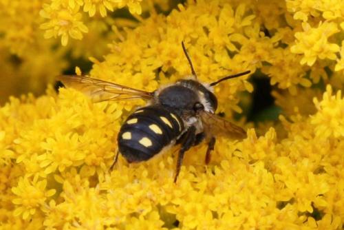 Anthidium septemspinosum