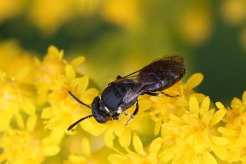 Réf. 97 900 : Hylaeus sp.