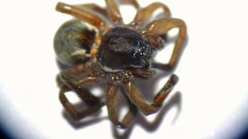 Réf. 97 721 : Pirata piscatorius