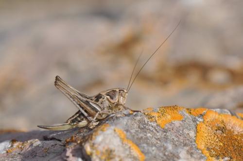 Réf. 97 054 : Platycleis sp.