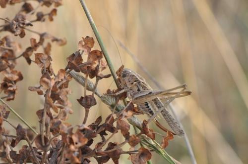 Réf. 97 055 : Platycleis affinis affinis