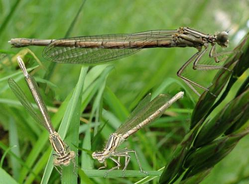 Platycnemis pennipes