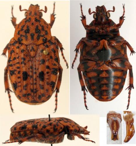 Porphyronota maculatissima