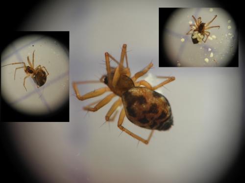 Tenuiphantes sp.