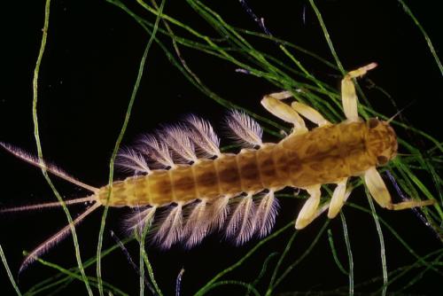 Potamanthus luteus